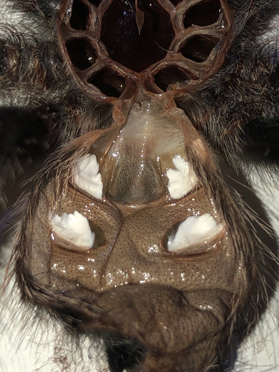 MM Avicularia avicularia [molt sexing]