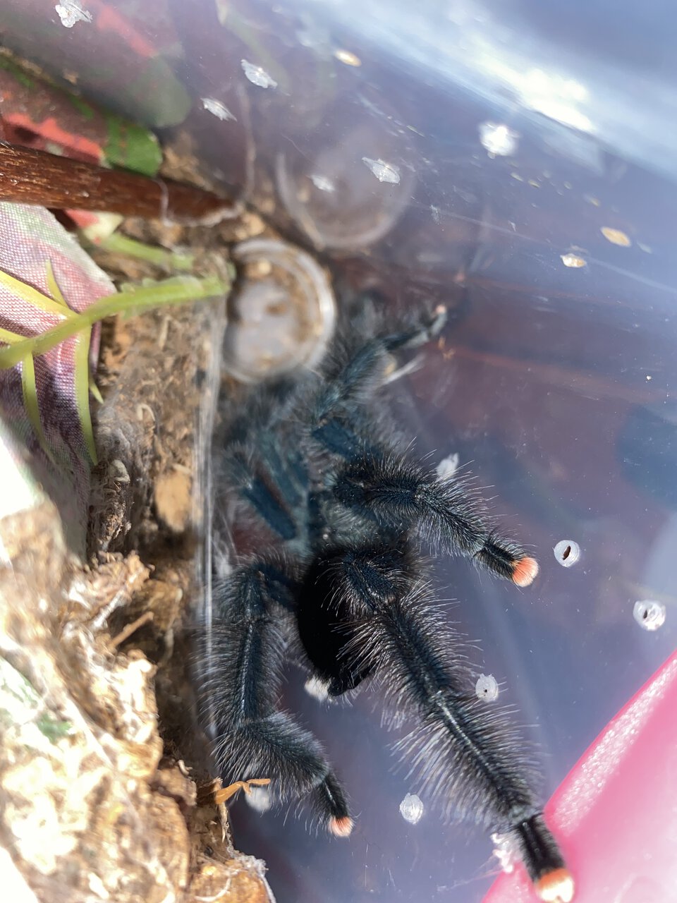 MM Avicularia. Morph 1?