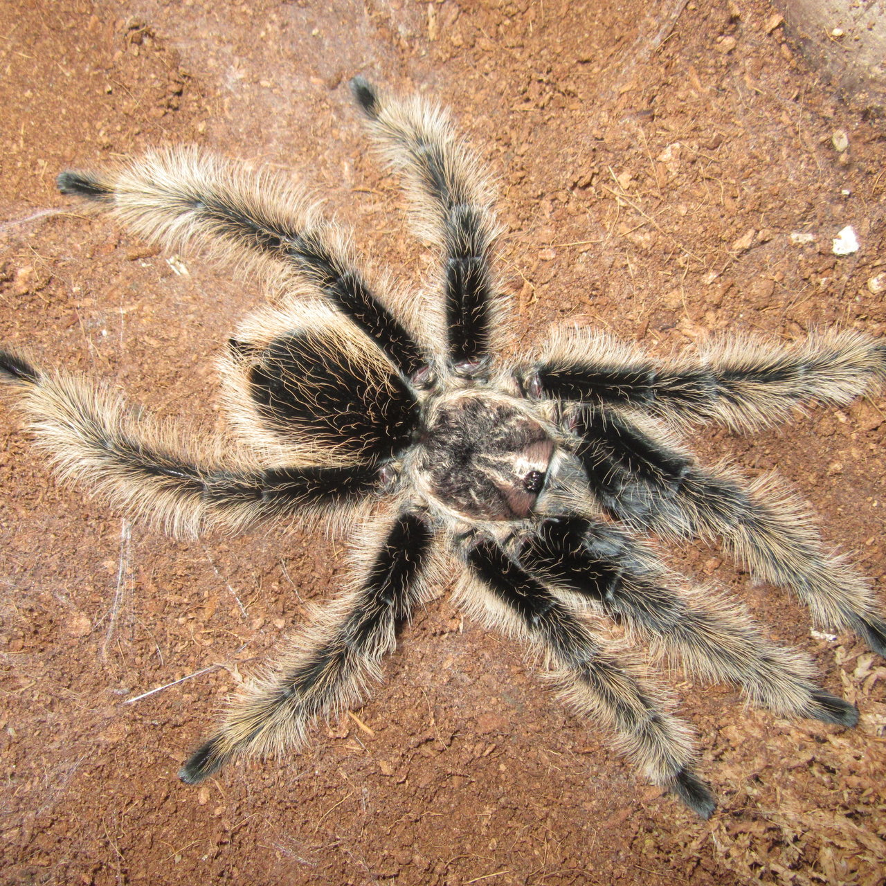 MM B. albo 2 weeks post molt