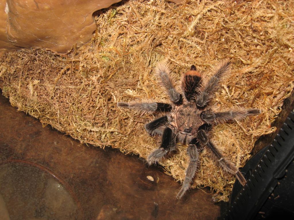 Mm B. Albopilosa