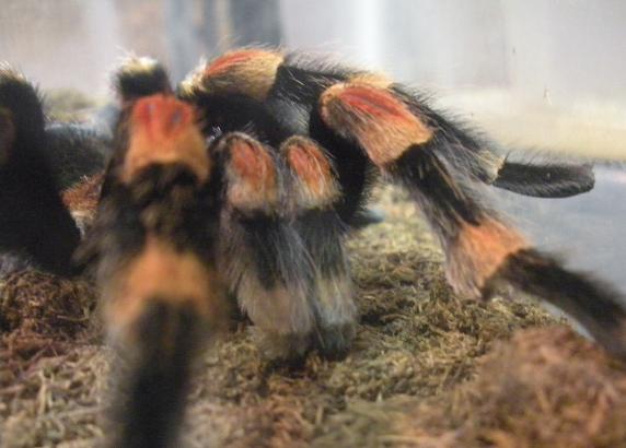 MM B. smithi (7/20/09)