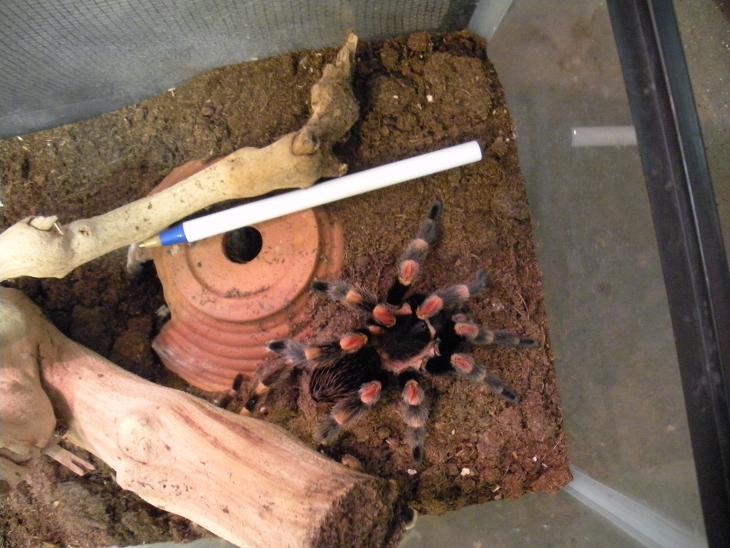 MM B. smithi (7/20/09)