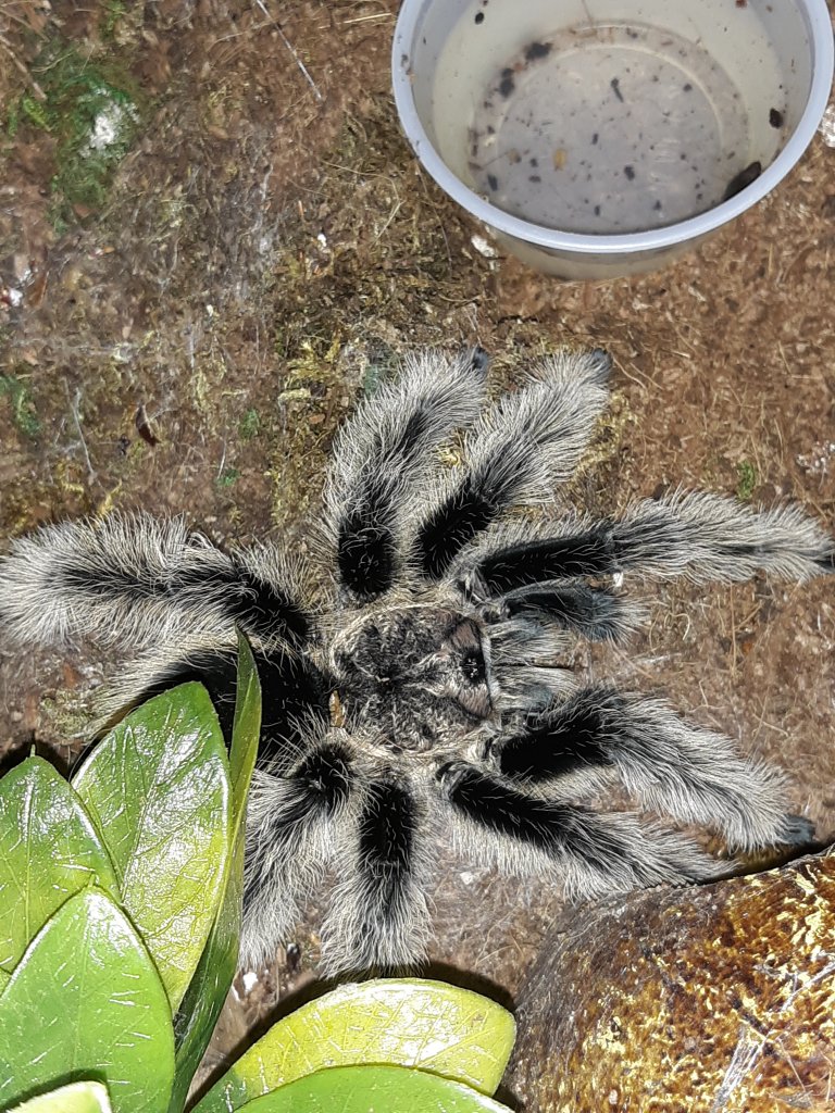 MM Brachypelma Albopilosom