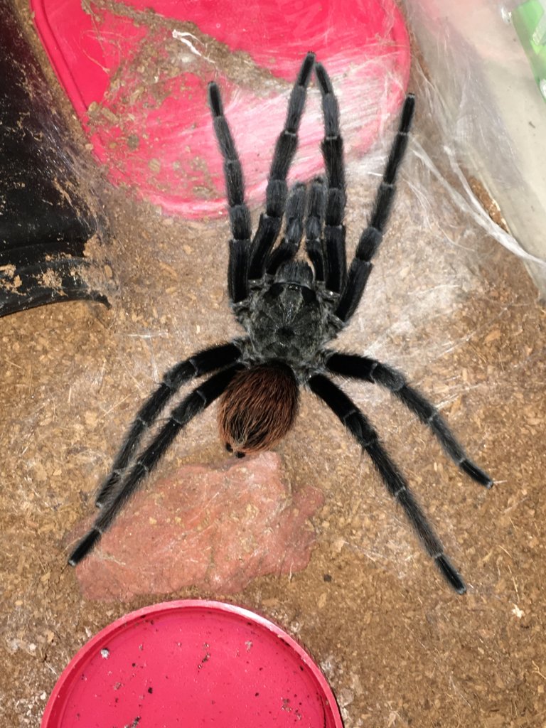 MM Brachypelma vagans; 6" DLS; Mature molt date 8-15-18