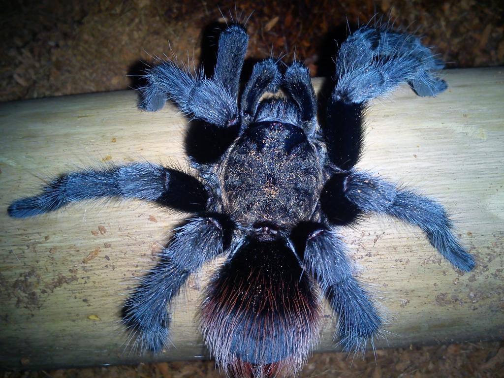 MM Brachypelma vagans