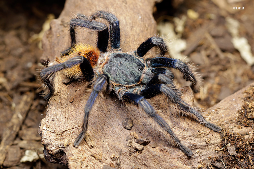 MM Chromatopelma Cyaneopubescens | Arachnoboards