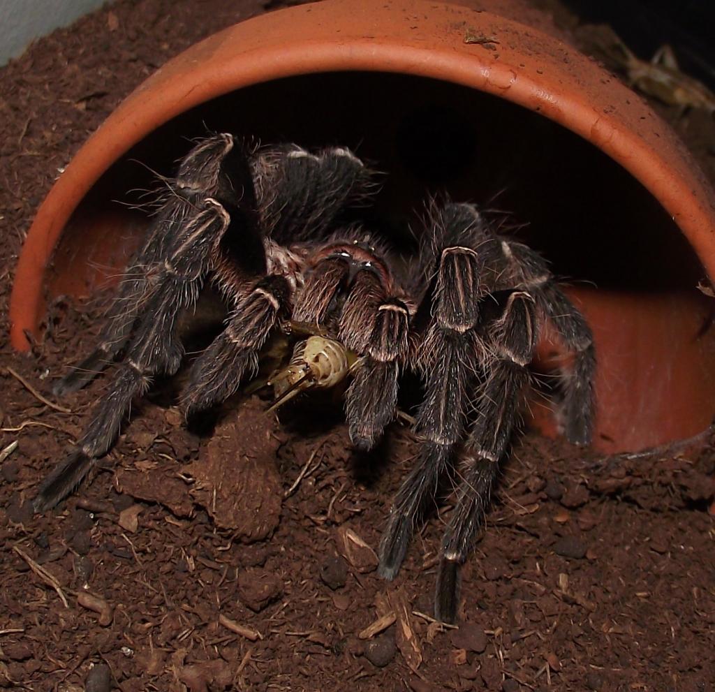 MM. Eupalaestrus campestratus feeding