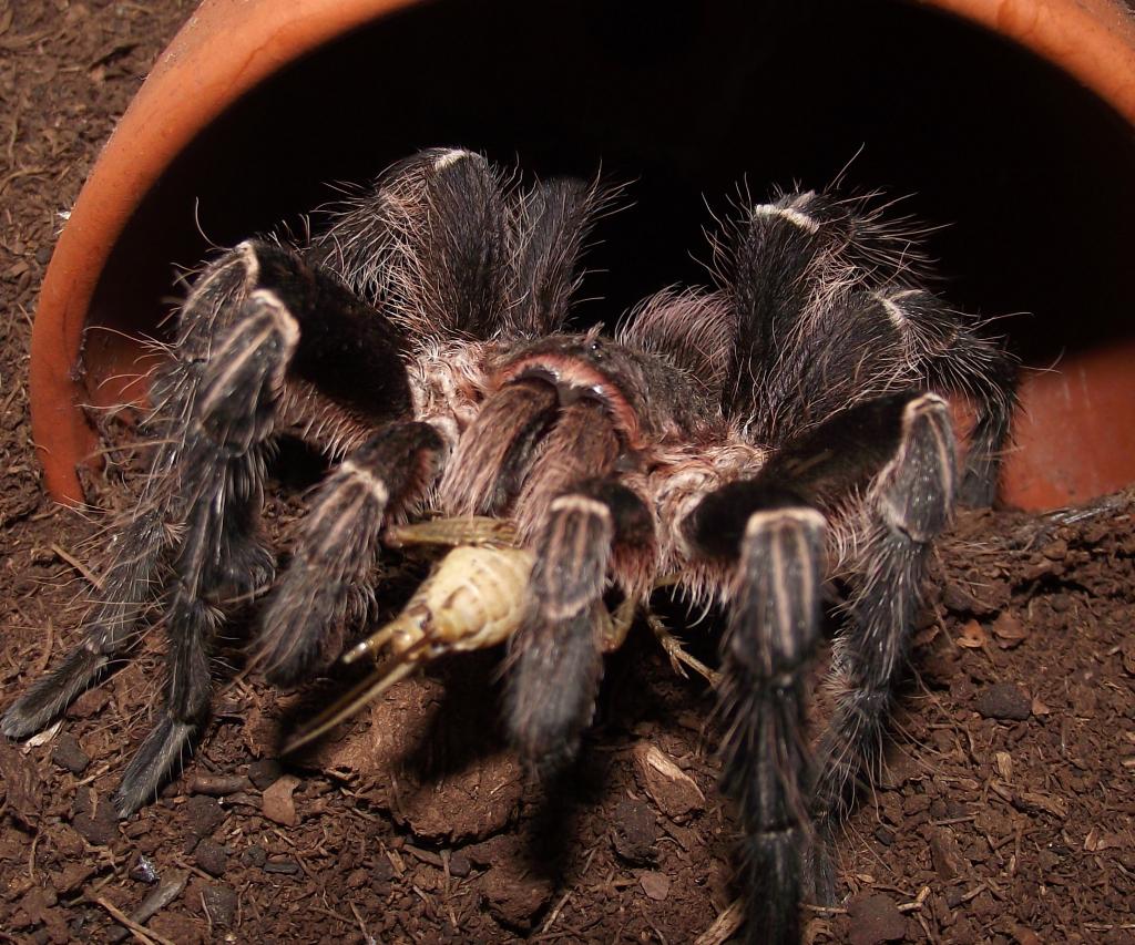 MM. Eupalaestrus campestratus feeding