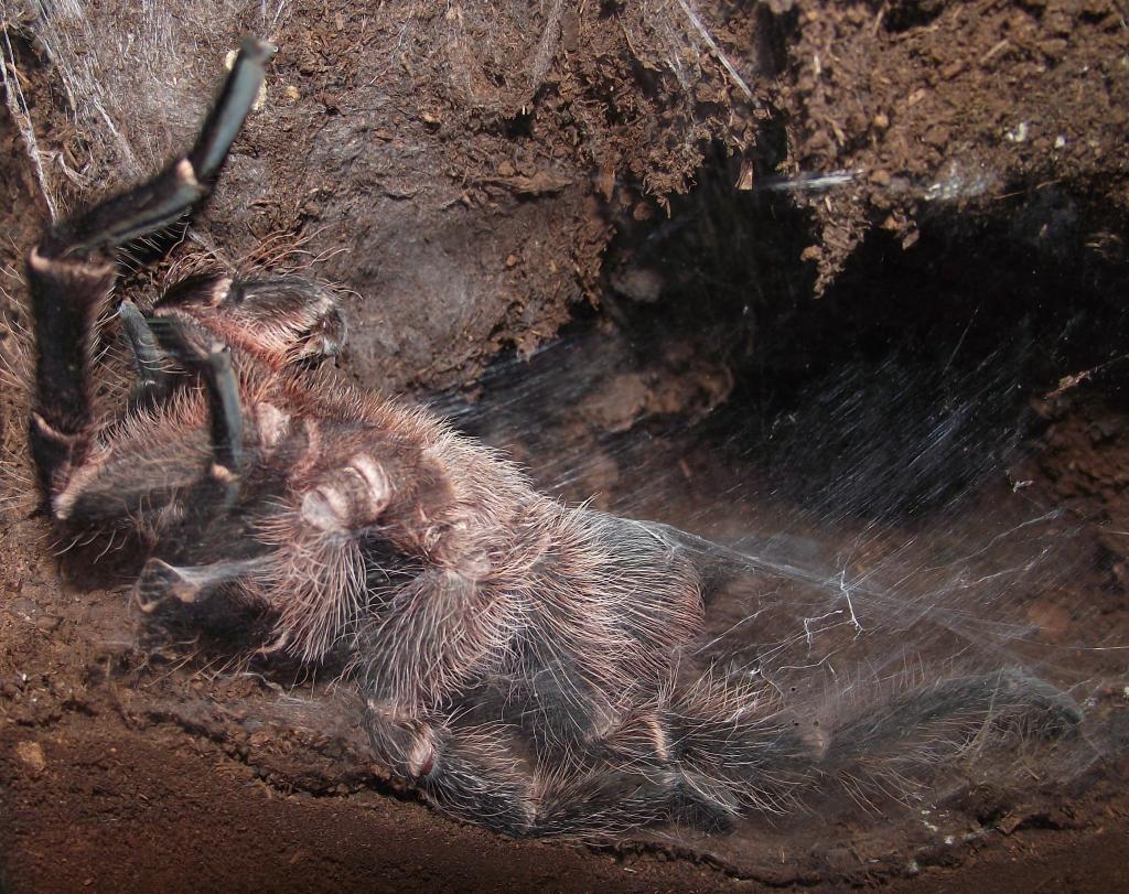 MM Eupalaestrus campestratus sperm web