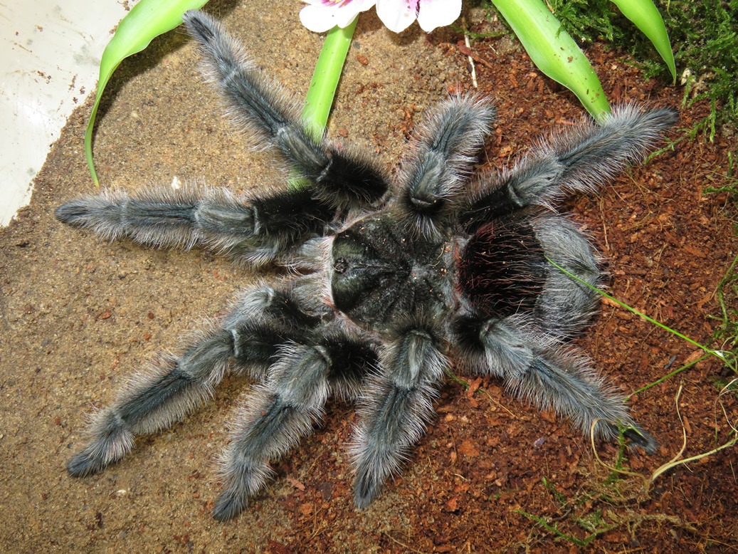 MM Grammostola actaeon