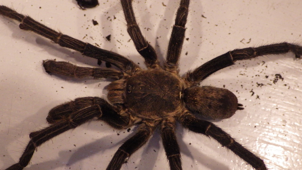 MM Haplopelma (Cyriopagopus) lividum
