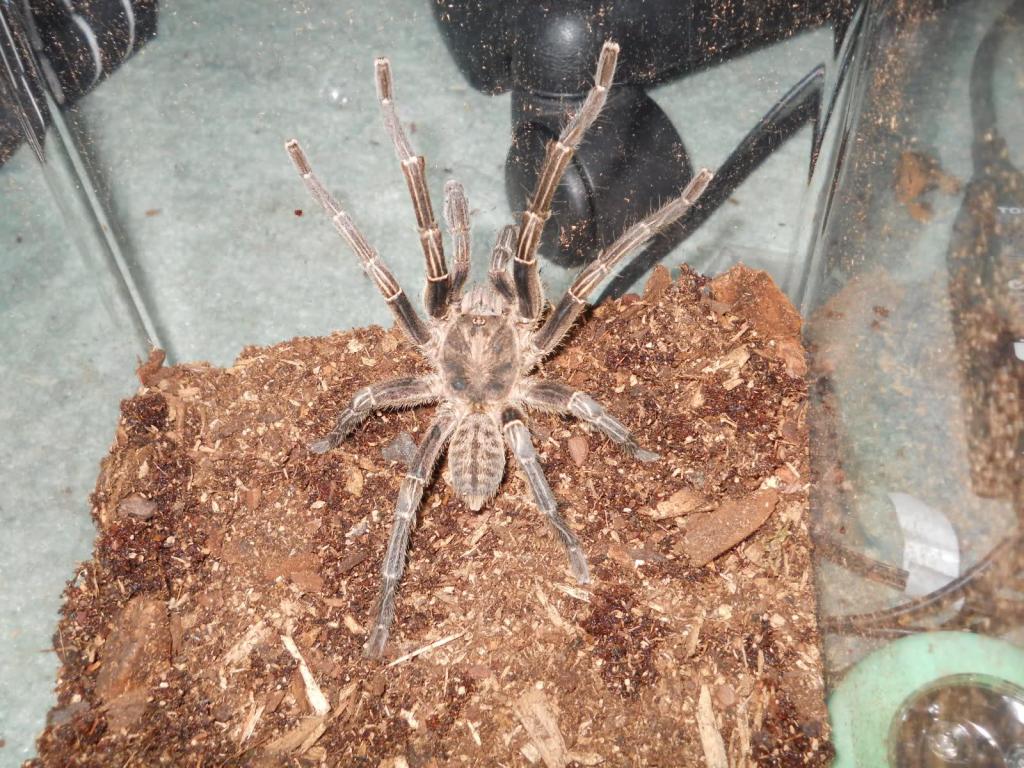 Mm Haplopelma ???