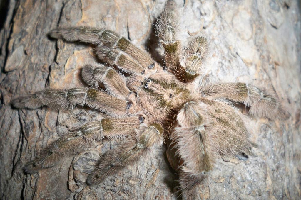 MM Heteroscodra maculata