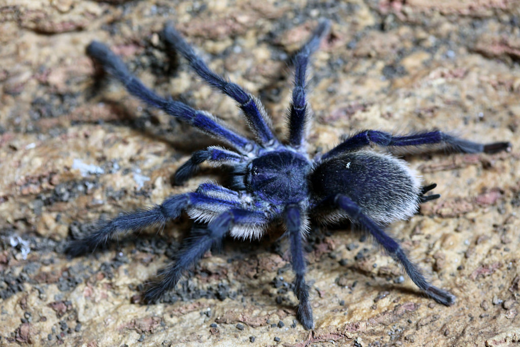 MM M.balfouri