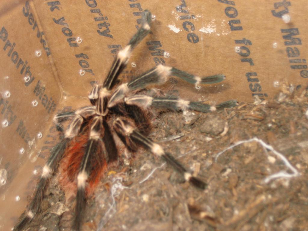 Mm N.chromatus
