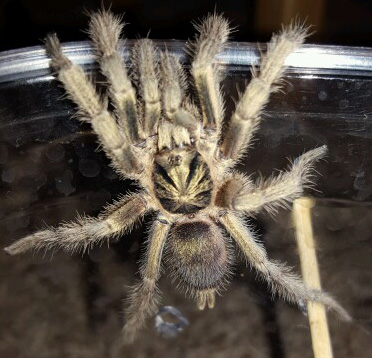 MM N. incei "gold" freshly matured.