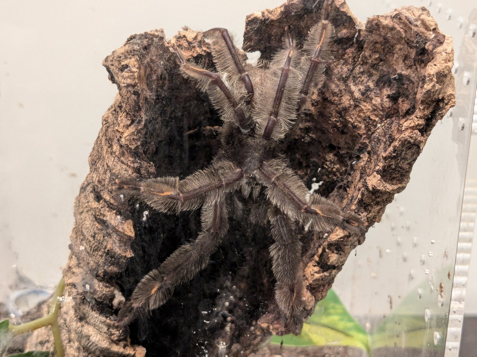 MM P. irminia "Spunk"