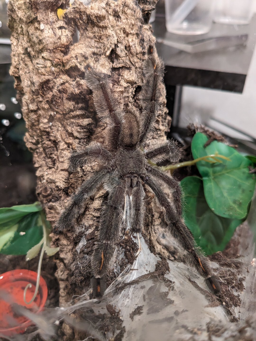 MM P. irminia