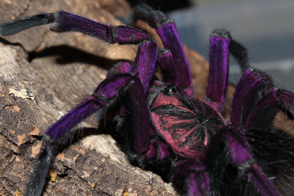 MM P. Nigricolor