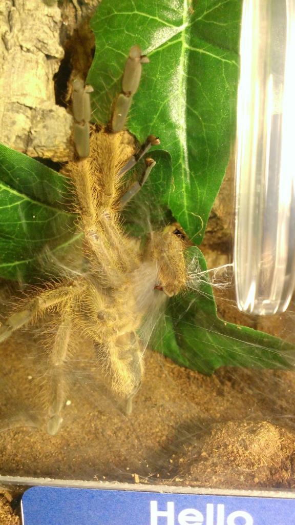 MM P. subfusca "Highland" loading his palps