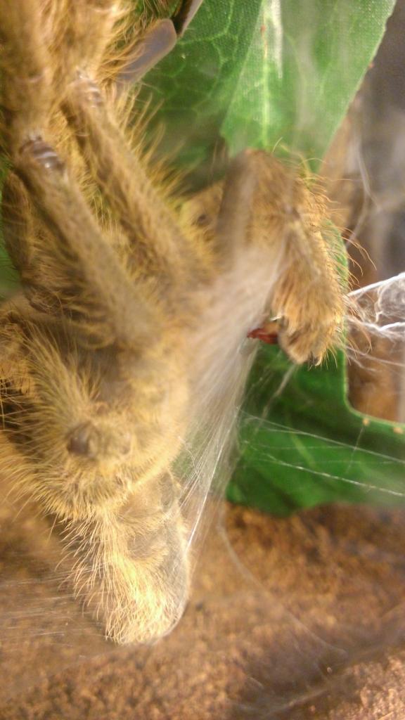 MM P. subfusca "Highland" loading his palps