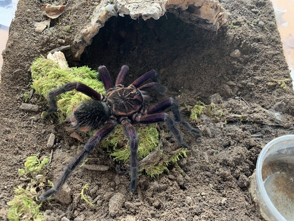 MM Pamphobeteus sp South Ecuador II