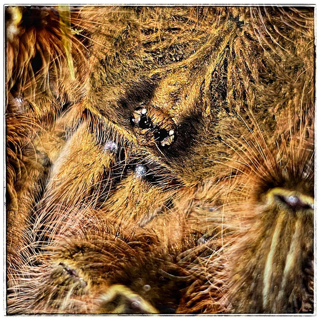 MM Poecilotheria rufilata