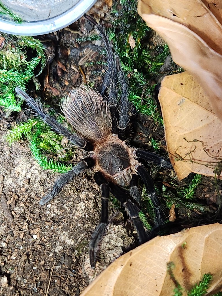 MM Pseudhapalopus sp Columbia