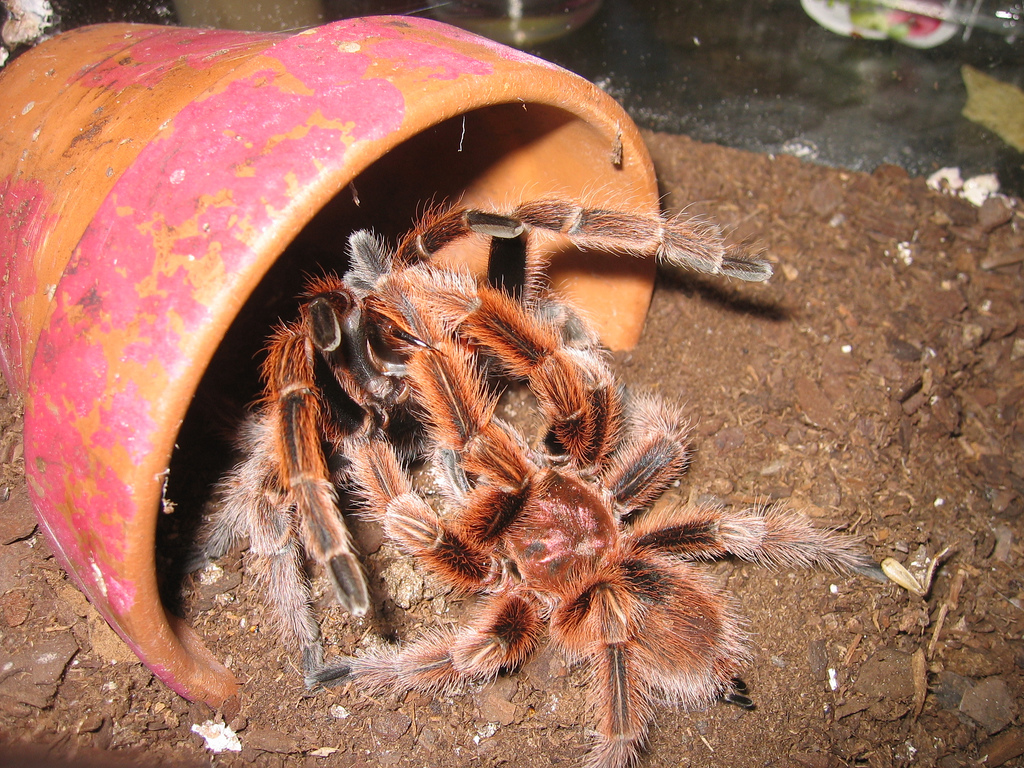 MM RCF G.Rosea Doing its thing with a MF