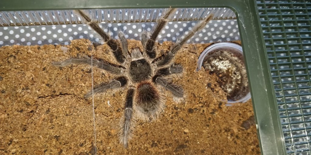 MM Sold As Theraphosinae sp. "Roatan"