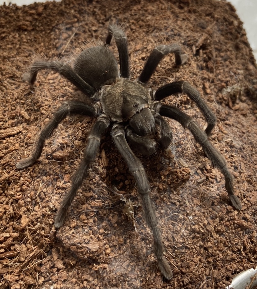 MM Tarantula