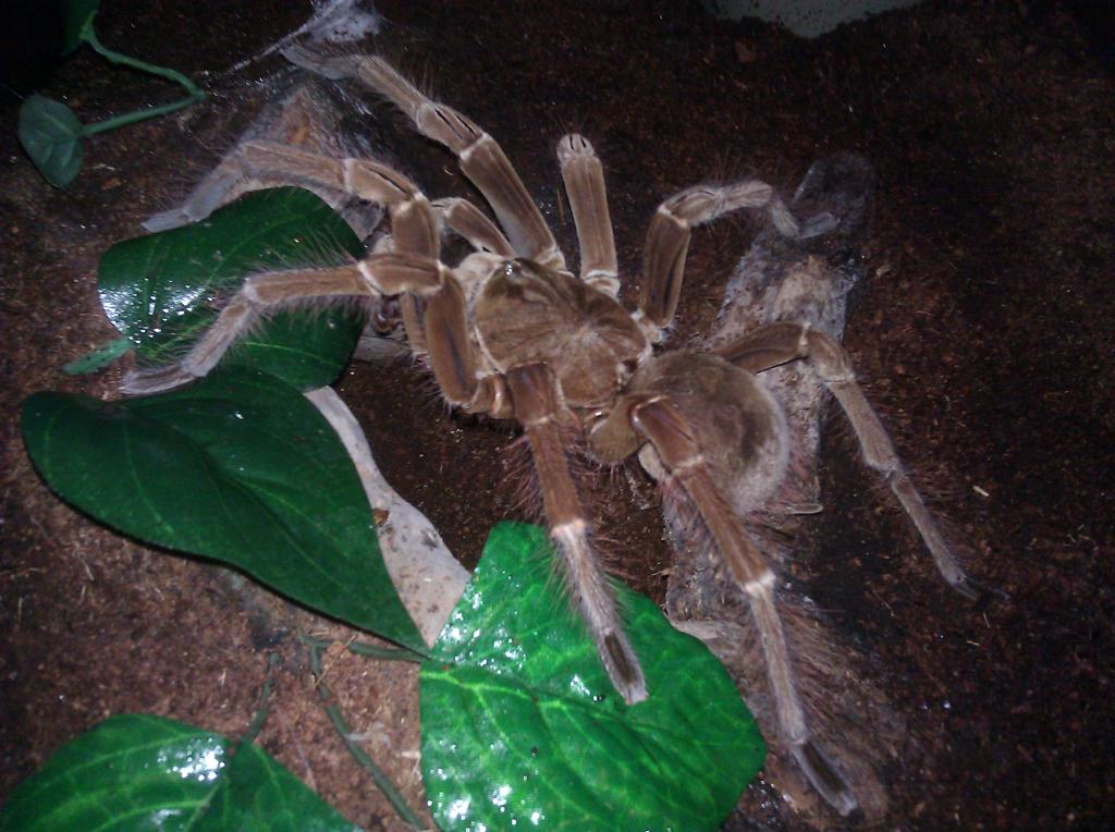 MM Theraphosa stirmi