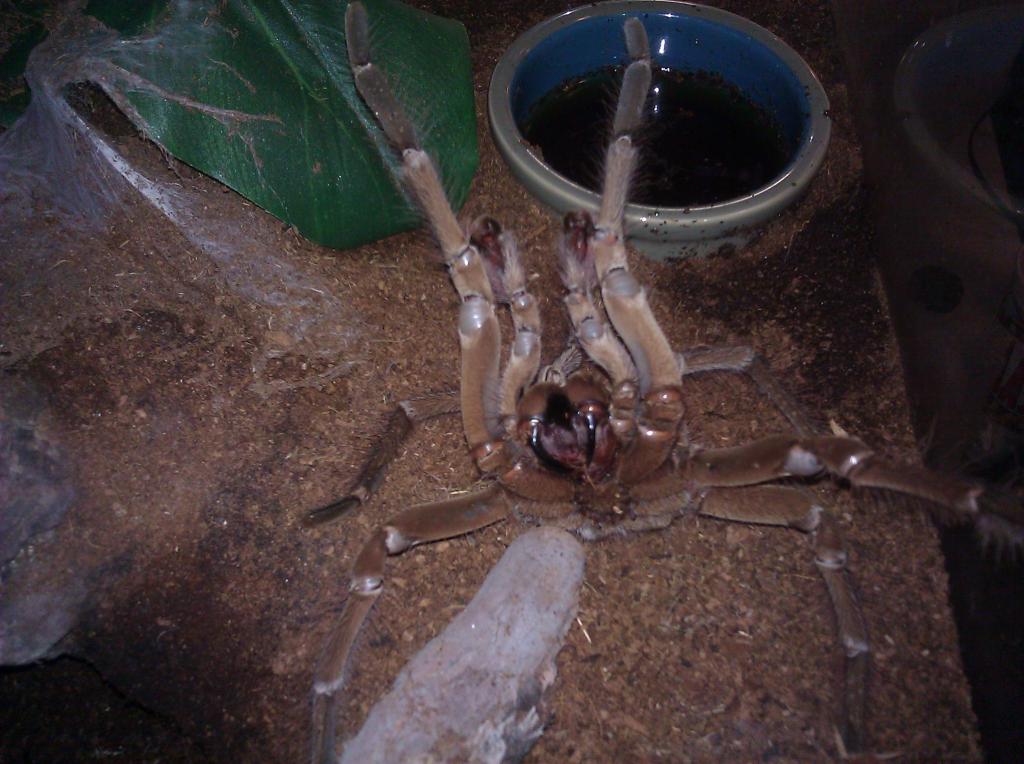 MM Theraphosa stirmi