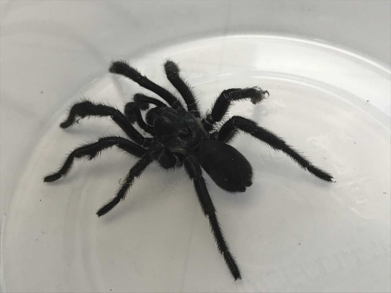 MM Trapdoor Spider (Eucteniza)