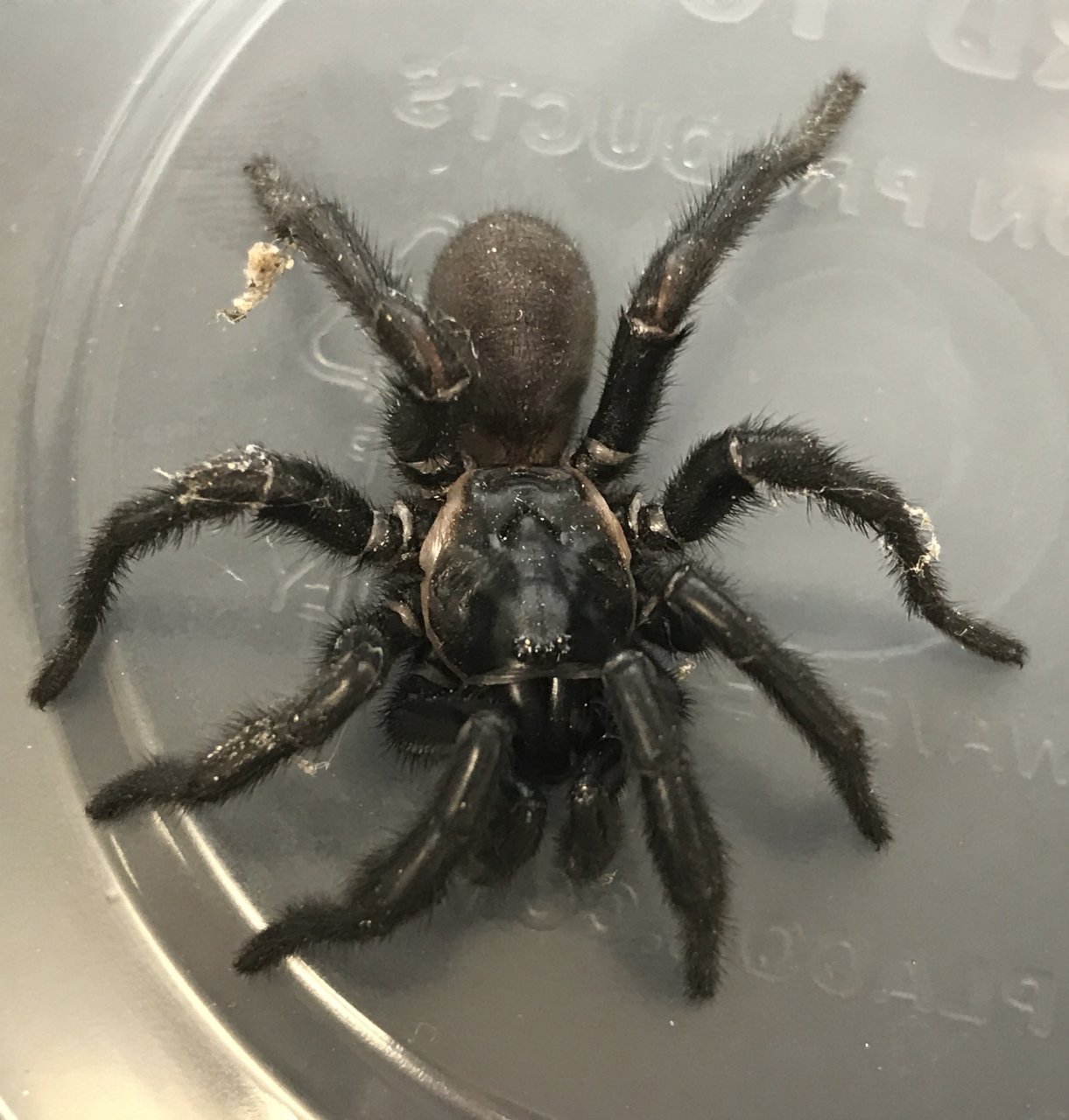 MM Trapdoor Spider (Eucteniza)