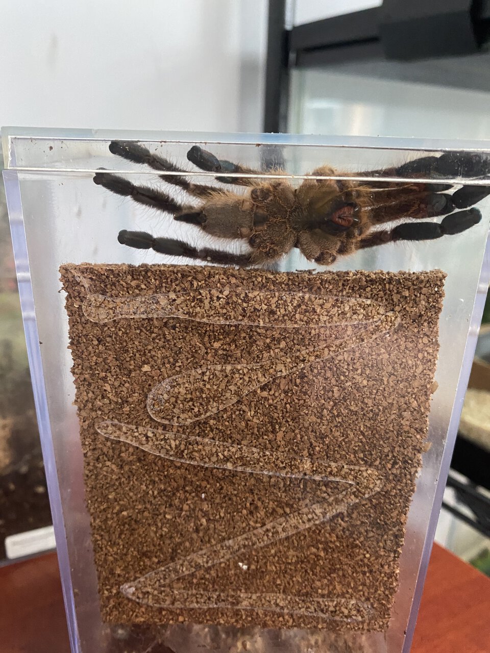 MM ventral poecilotheria