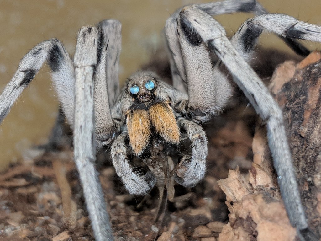 wolf spider eyes glow