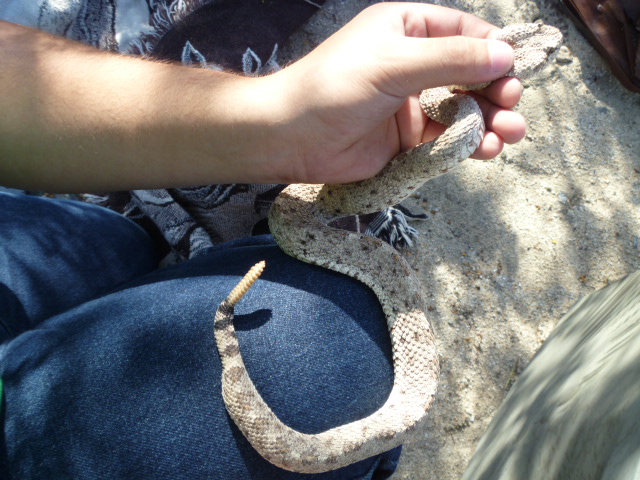 Mojave Sidewinder