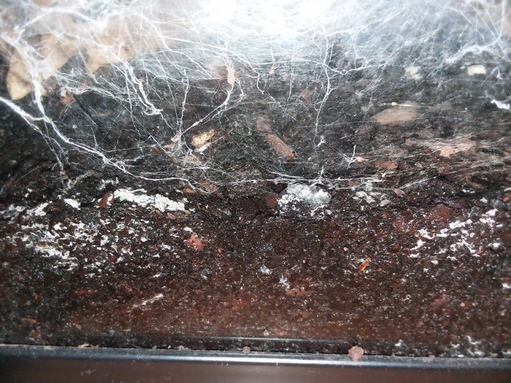 Mold?