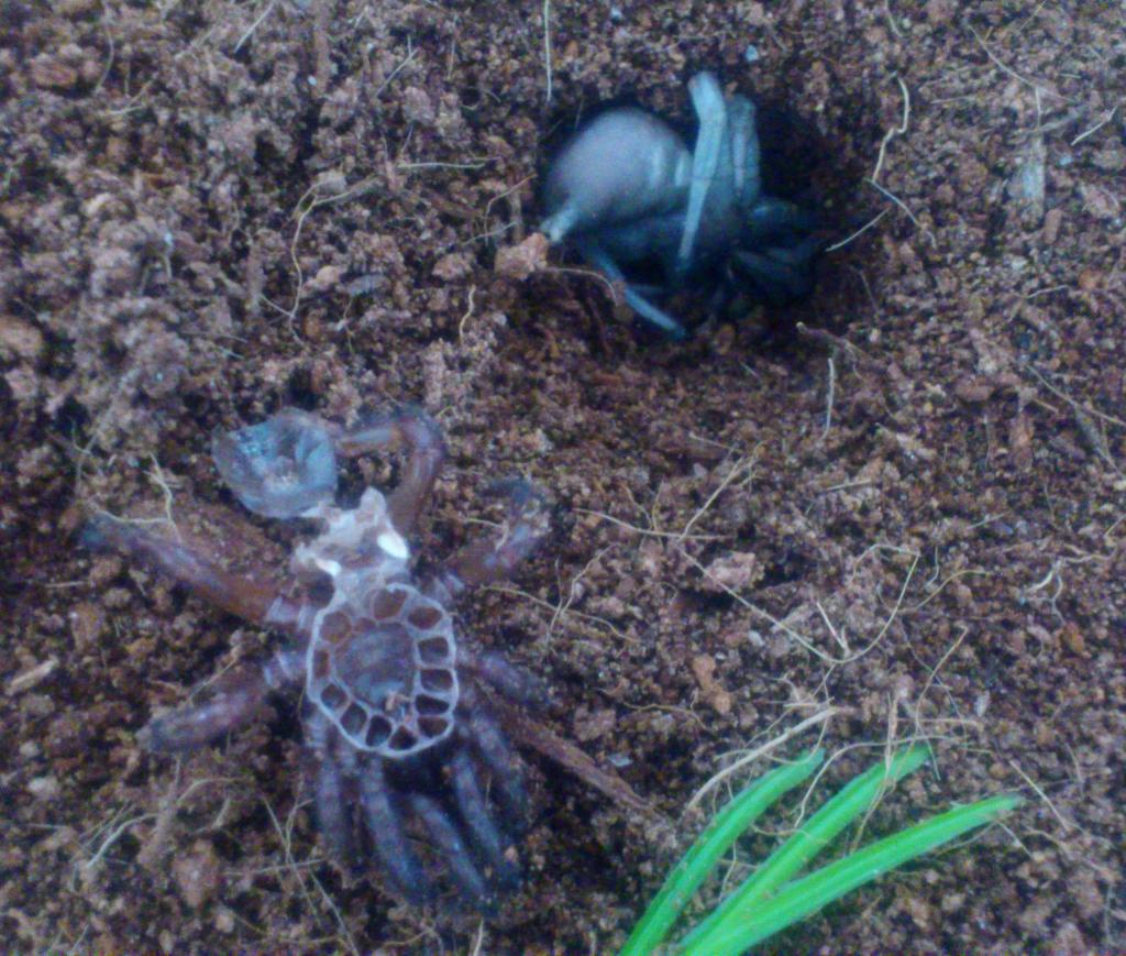 molt and trapdoor.