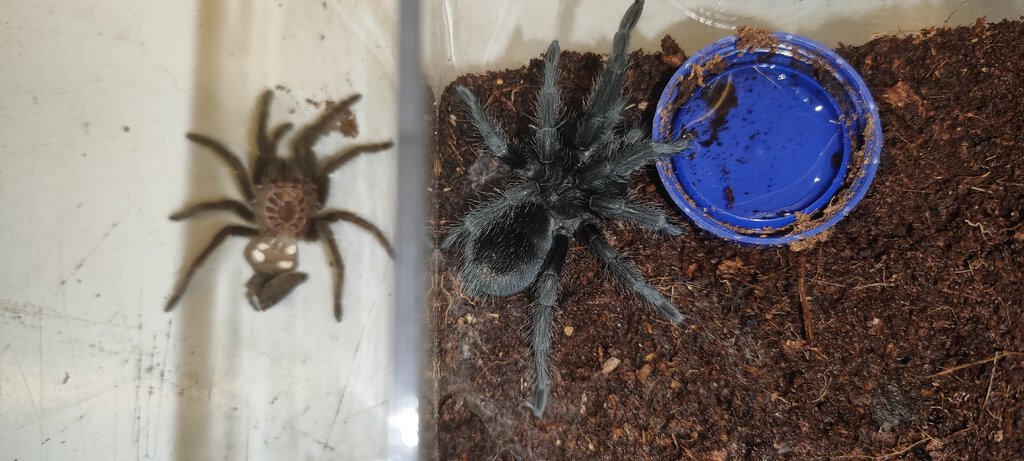 molt comparison