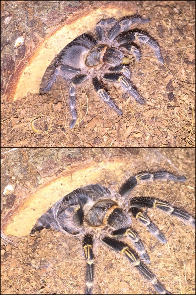 Molt difference