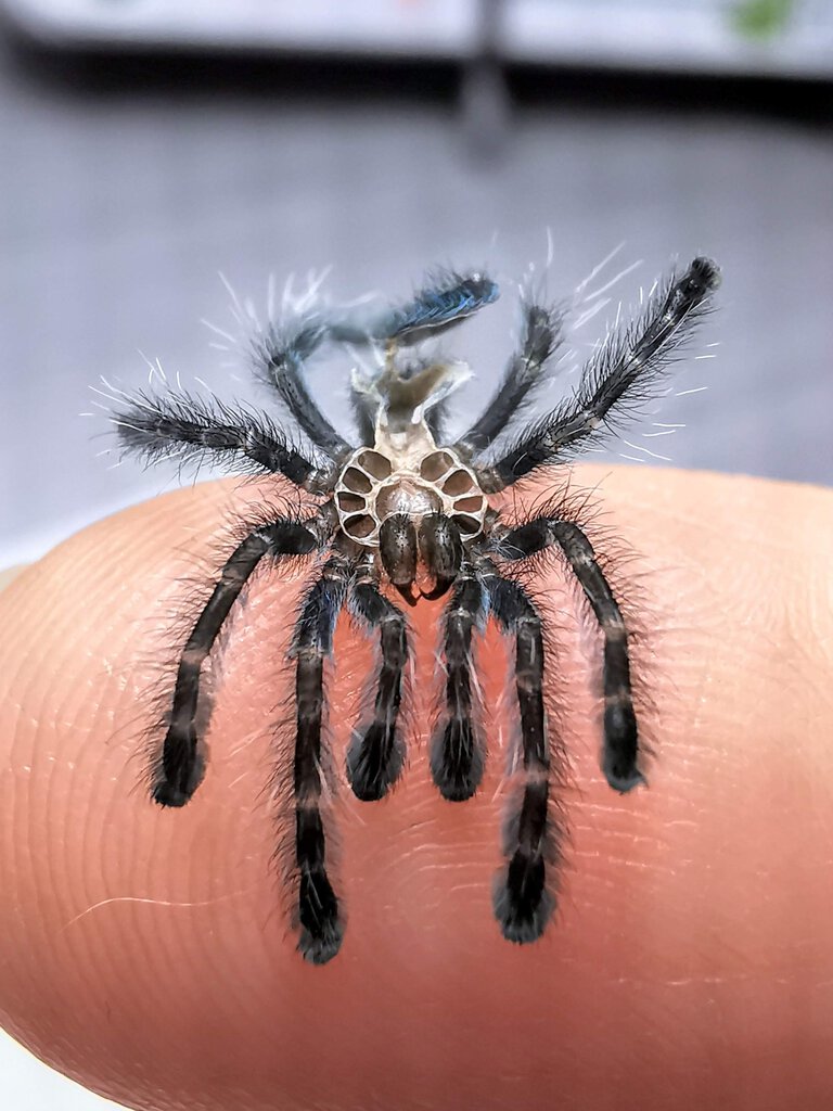 Molt from my 0.5" C.versicolor sling