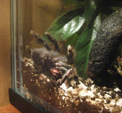 Molt/injured?