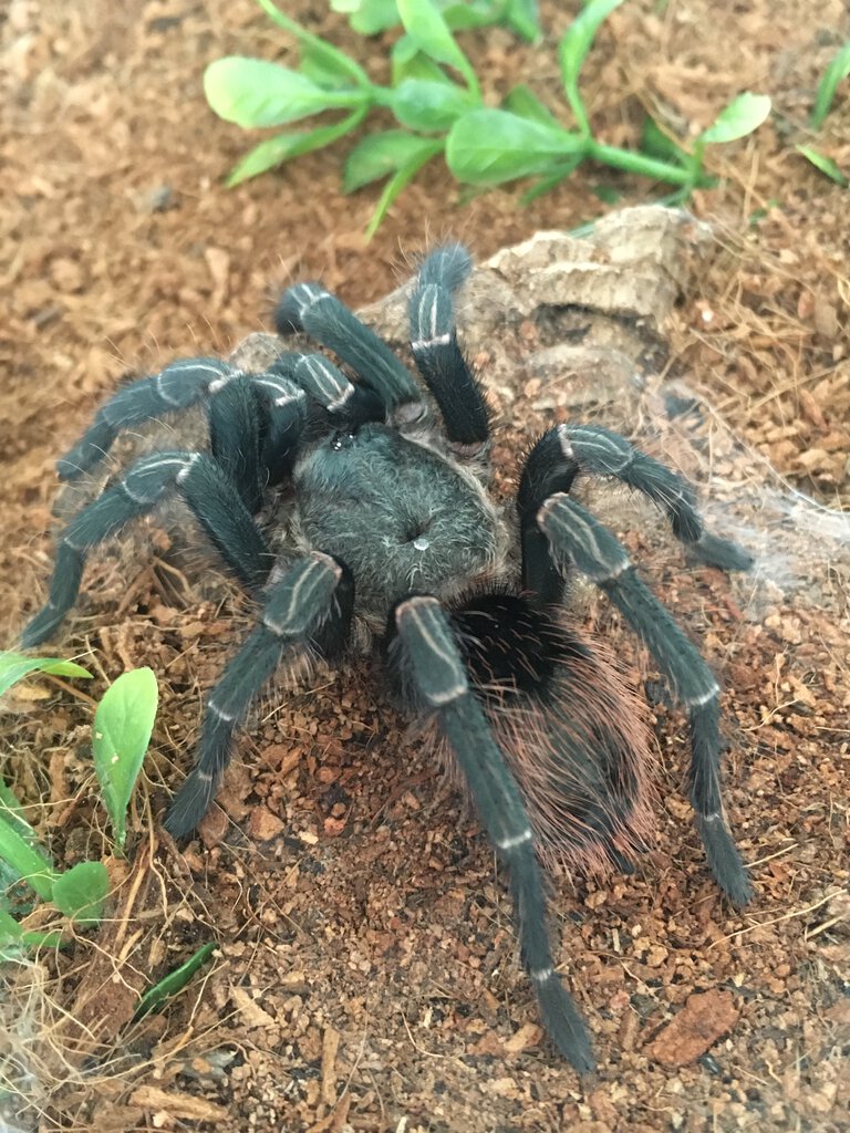 Molt-sexed female, sold as Thrixopelma sp “Cajamarca”