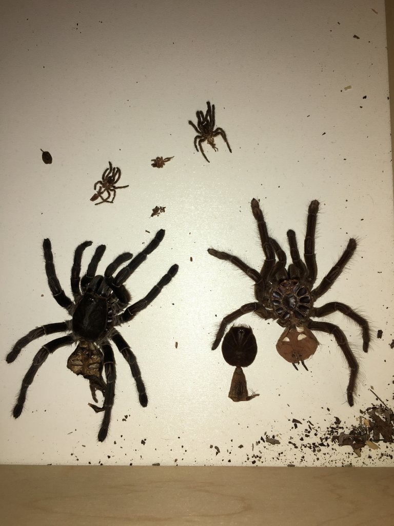 Molt side collection
