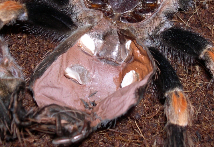 Molt1-Female