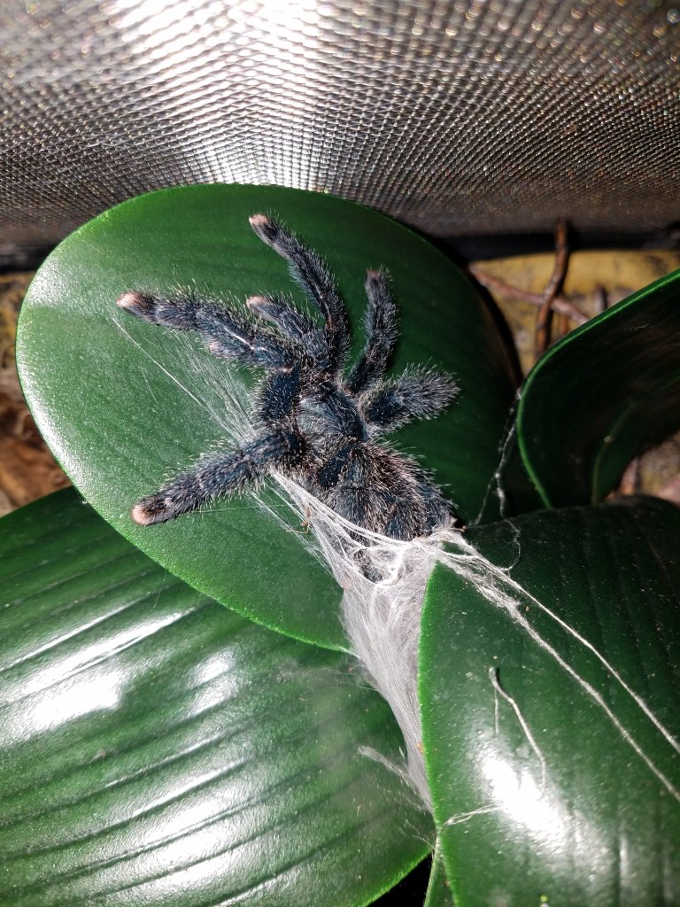 Molted and sprouted two new legs!