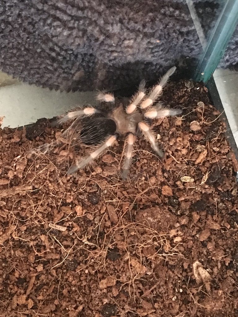 Molted today
