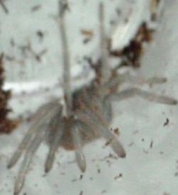 MOLTED